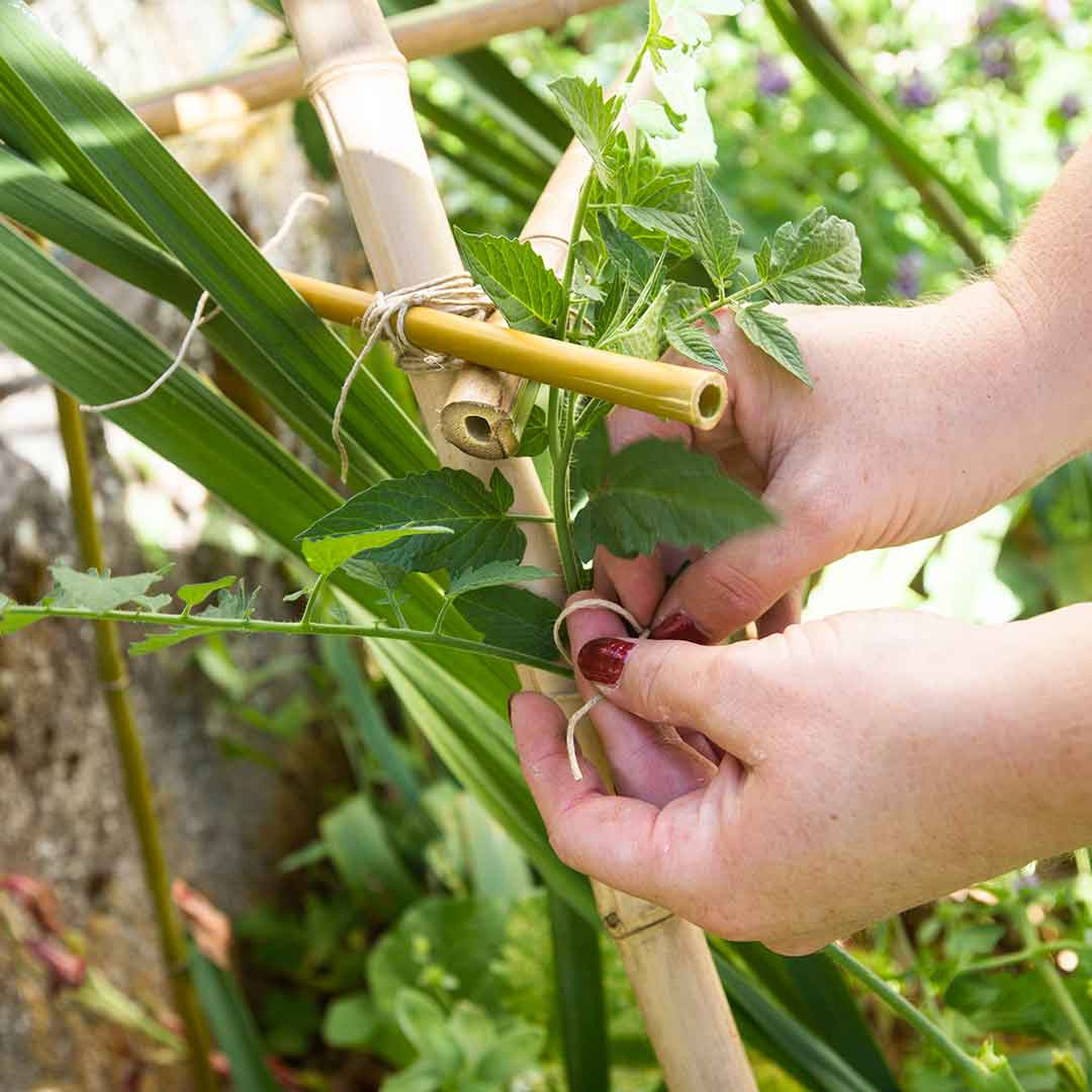 Tipi bambou plantes