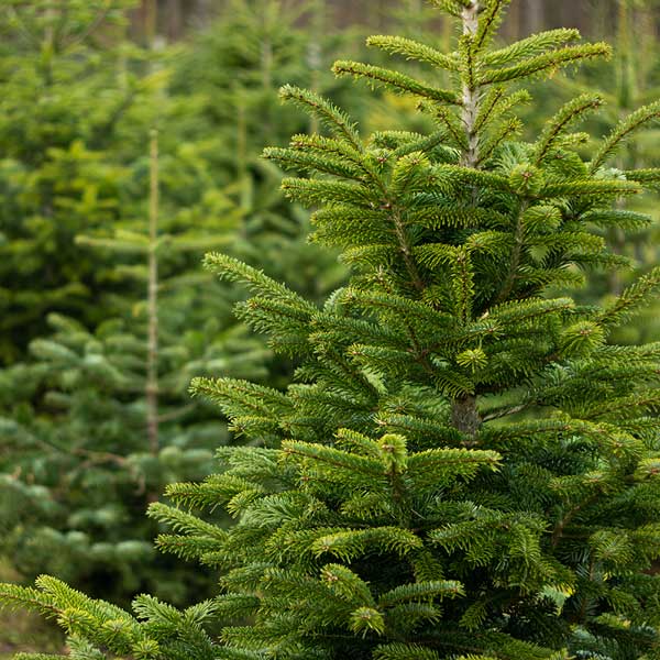 Sapins bio dans le Finistère